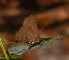 Euselasia brevicauda