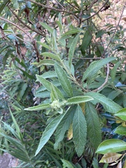 Blumea balsamifera