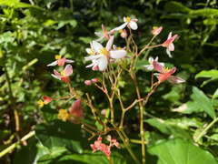 Begonia obliqua