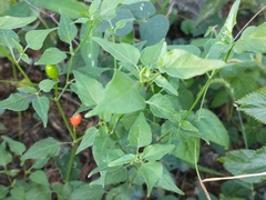 Capsicum chacoense