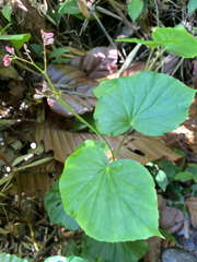 Begonia obliqua