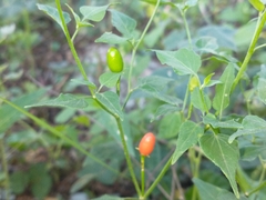 Capsicum chacoense
