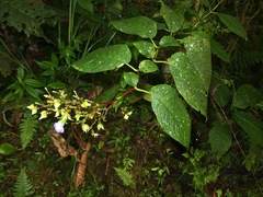 Monopyle ecuadorensis