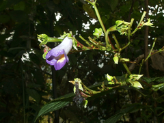 Monopyle ecuadorensis