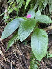 Chrysothemis melittifolia