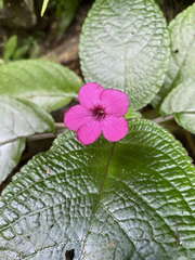 Chrysothemis melittifolia