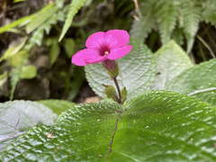 Chrysothemis melittifolia