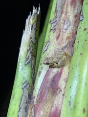 Diasporus diastema