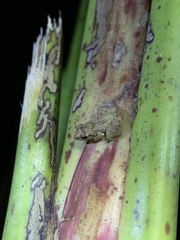 Diasporus diastema