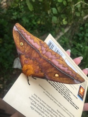 Nudaurelia wahlbergii