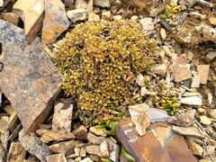 Veronica cheesemanii