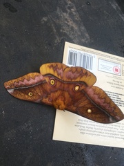 Nudaurelia wahlbergii