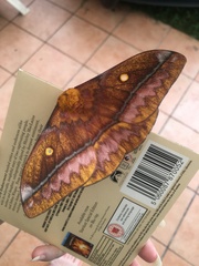 Nudaurelia wahlbergii