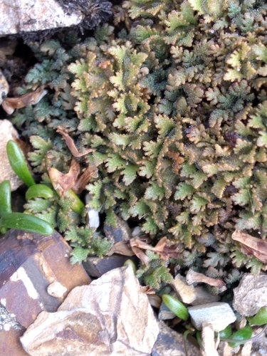 Image of Veronica cheesemanii by (c) Leon Perrie, some rights reserved (CC BY)