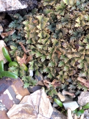 Veronica cheesemanii