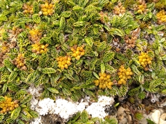 Anisotome imbricata prostrata