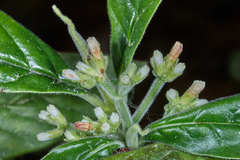 Image of Psychotria jinotegensis
