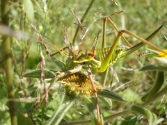 Parasteropleurus perezii