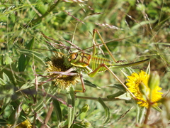 Parasteropleurus perezii