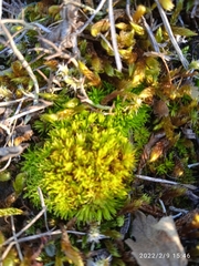 Tortella inclinata