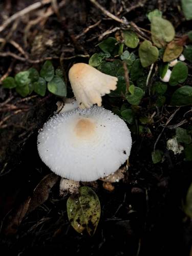 Leucocoprinus