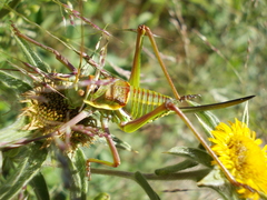 Parasteropleurus perezii