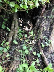 Agaricaceae