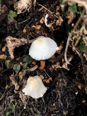 Agaricaceae