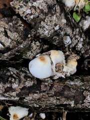 Agaricaceae