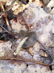 Helvella fibrosa