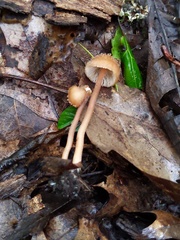 Inocybe calospora