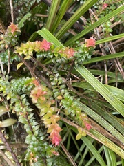 Disterigma panamense