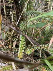 Disterigma panamense