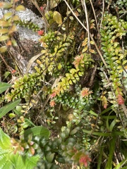 Disterigma panamense