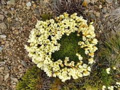 Gentianella decumbens