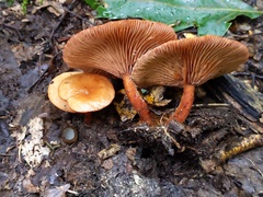 Lactarius areolatus