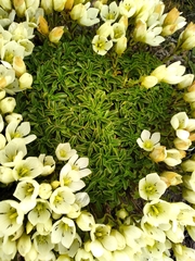 Gentianella decumbens