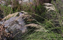 Cortaderia hieronymi