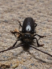 Cnemoplites prionoides