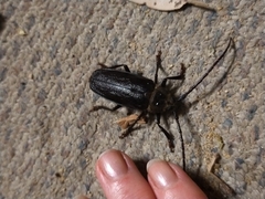 Cnemoplites prionoides