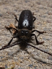 Cnemoplites prionoides