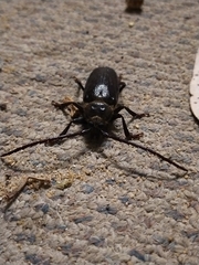 Cnemoplites prionoides