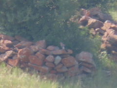 Garrulus glandarius hyrcanus