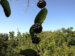 Smilax rufescens
