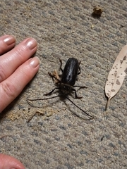 Cnemoplites prionoides