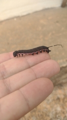 Isognathus allamandae