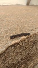 Isognathus allamandae