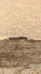 Isognathus allamandae