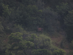 Cervus elaphus maral