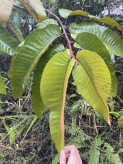 Vismia macrophylla